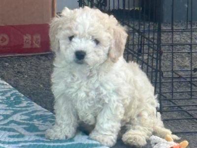 Cavapoochon (Cavapoo x Bichon Frise) puppies in Carlow