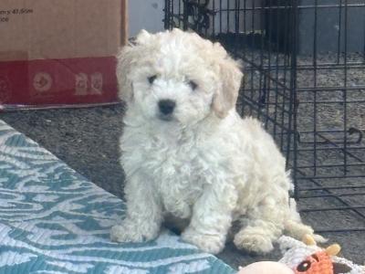 Cavapoochon (Bichon Frise x Cavapoo) puppies in Carlow