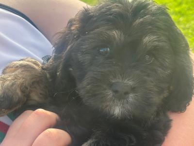 Cavapoochon (Bichon Frise x Cavapoo) puppies in Carlow