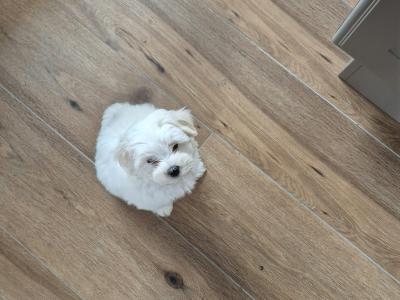 Purebred Maltese puppies for sale in Limerick