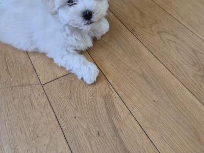 Purebred Maltese puppies for sale in Limerick