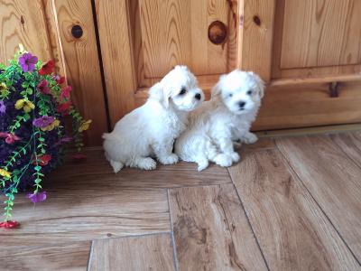 Purebred Maltese puppies for sale in Limerick