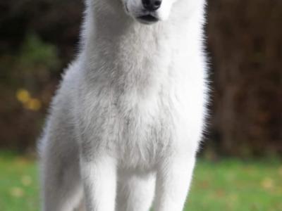 IKC Registered (pending) Siberian Husky puppies in Cork