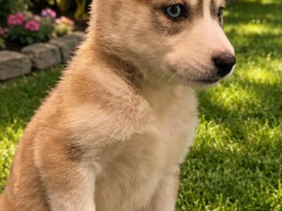 IKC Registered (pending) Siberian Husky puppies in Cork