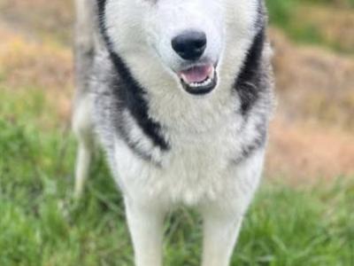 IKC Registered (pending) Siberian Husky puppies in Cork