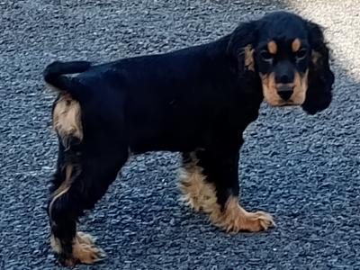 Cocker Spaniel puppies in Kilkenny