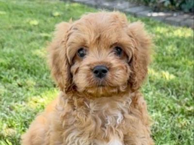 Health Tested Parents. F1 Cavapoo Puppies