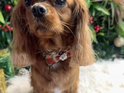 Health Tested Parents. F1 Cavapoo Puppies