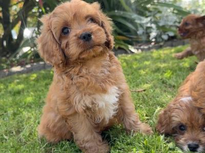 Health Tested Parents. F1 Cavapoo Puppies