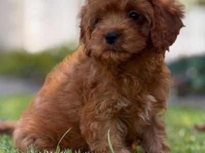 Health Tested Parents. F1 Cavapoo Puppies