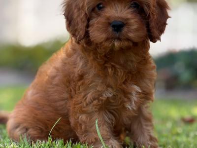 Health Tested Parents. F1 Cavapoo Puppies