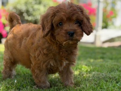 Health Tested Parents. F1 Cavapoo Puppies