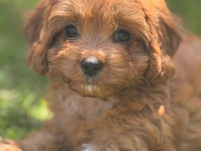 Health Tested Parents. F1 Cavapoo Puppies
