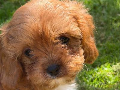 Health Tested Parents. F1 Cavapoo Puppies
