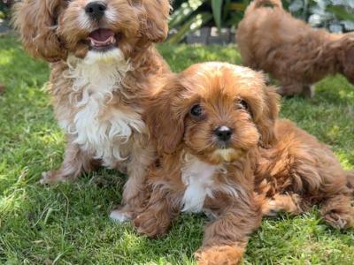 Health Tested Parents. F1 Cavapoo Puppies