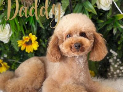 Health Tested Parents. F1 Cavapoo Puppies