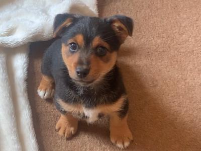 Jack Russell puppies in Wexford