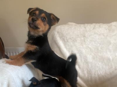 Jack Russell puppies in Wexford