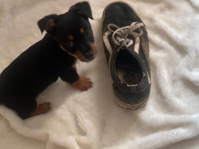 Jack Russell puppies in Wexford