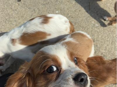 Stunning Cavalier King Charles puppies in Wexford