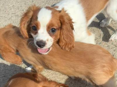 Stunning Cavalier King Charles puppies in Wexford