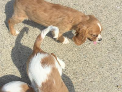 Stunning Cavalier King Charles puppies in Wexford