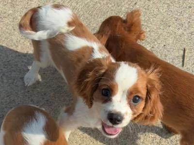 Stunning Cavalier King Charles puppies in Wexford
