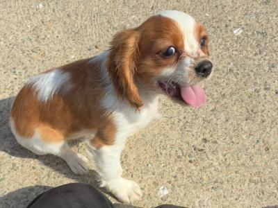 Stunning Cavalier King Charles puppies in Wexford