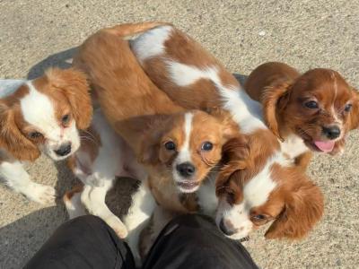 Stunning Cavalier King Charles puppies in Wexford