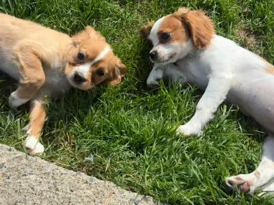 Stunning Cavalier King Charles puppies in Wexford