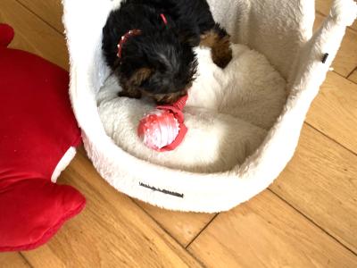 Purebred cute ❤️ Yorkshire Terrier boy puppies ❤️ in Meath