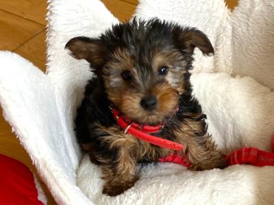 Purebred cute ❤️ Yorkshire Terrier boy puppies ❤️ in Meath