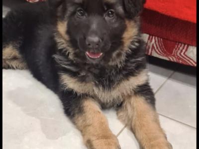IKC Registered German Shepherd puppies in Tyrone