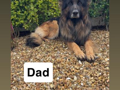 IKC Registered German Shepherd puppies in Tyrone