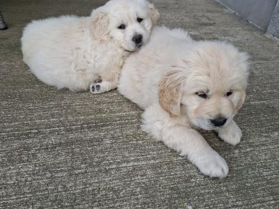 Golden Retriever Puppies