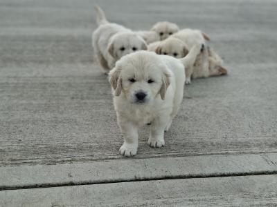 Golden Retriever Puppies