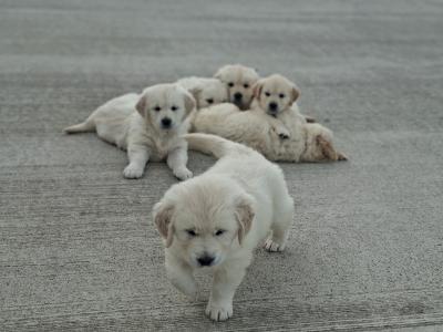 Golden Retriever Puppies