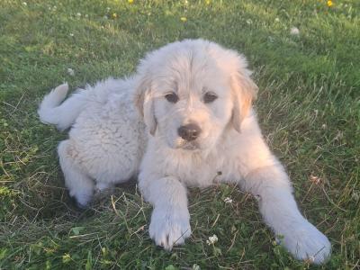 Golden Retriever Puppies