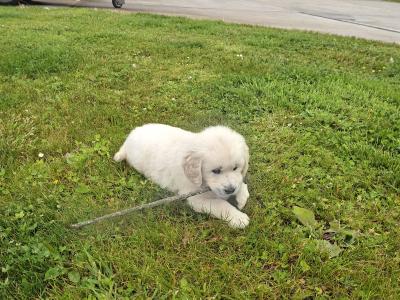 Golden Retriever Puppies