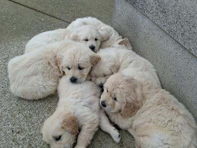 Golden Retriever Puppies