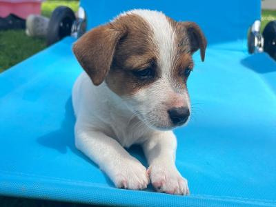 Beautiful Jack Russell puppies in Kildare (2 Males)