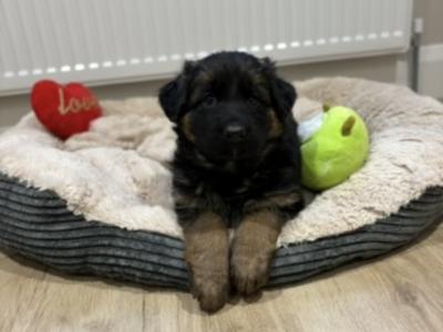 IKC Registered German Shepherd puppies in Tyrone