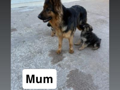 IKC Registered German Shepherd puppies in Tyrone