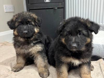 IKC Registered German Shepherd puppies in Tyrone