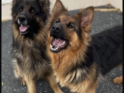 IKC Registered German Shepherd puppies in Tyrone