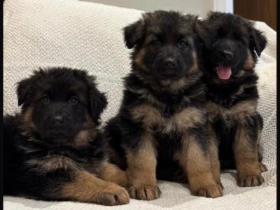 IKC Registered German Shepherd puppies in Tyrone