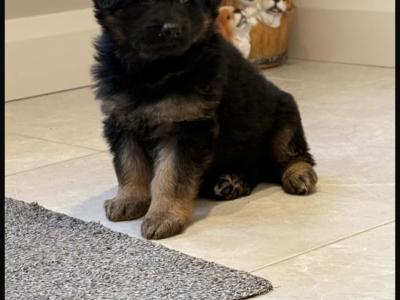 IKC Registered German Shepherd puppies in Tyrone