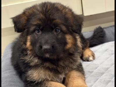 IKC Registered German Shepherd puppies in Tyrone