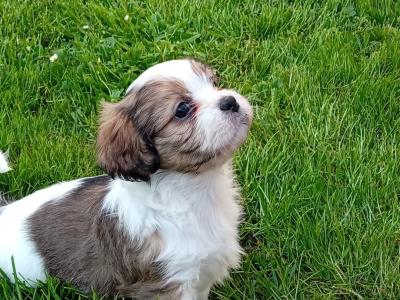 Cavatzu (Cavalier King Charles Spaniel x Shih Tzu) pups in Limerick