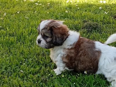 Cavatzu (Cavalier King Charles Spaniel x Shih Tzu) pups in Limerick